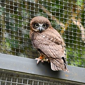 Australian Boobook