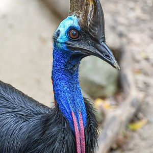 Southern Cassowary