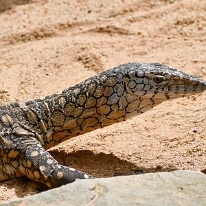 Perentie