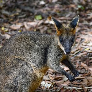 Swamp Wallaby