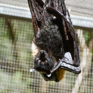 Spectacled Flying Fox