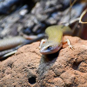Spinifex Slender Blue-tongue