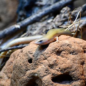 Spinifex Slender Blue-tongue