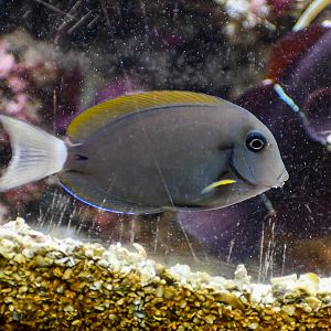Surgeonfish ID
