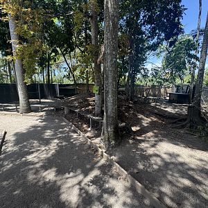 Northern Nailtail Wallaby enclosure
