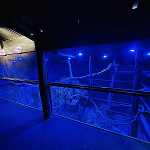 Yellow-bellied Glider enclosure