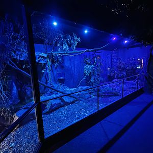 Mahogany Glider/Northern Bettong enclosure