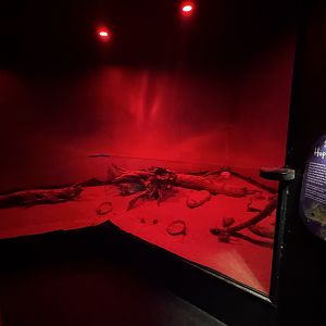 Spinifex Hopping Mice enclosure