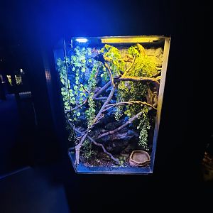 White-lipped Tree Frog enclosure
