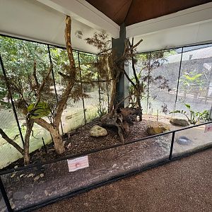 Eastern Bluetongue enclosure