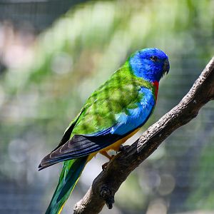 Scarlet-chested Parrot