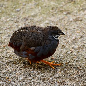 King Quail