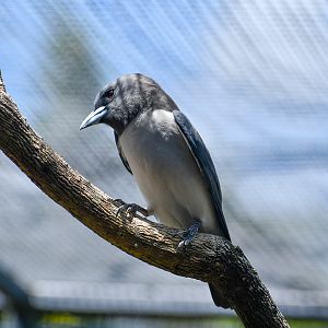 White-breasted Woodswallow