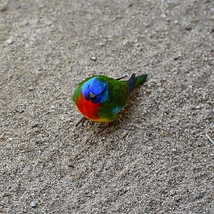 Scarlet-chested Parrot
