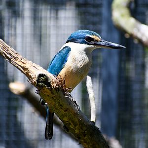 Sacred Kingfisher