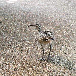 Whimbrel