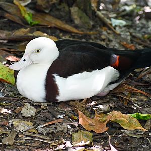 Radjah Shelduck
