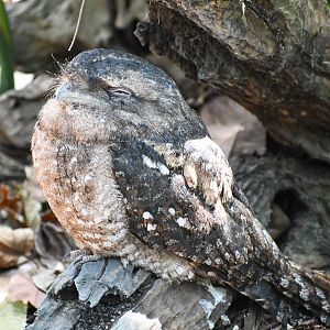 Tawny Frogmouth