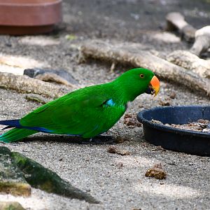 Eclectus Parrot
