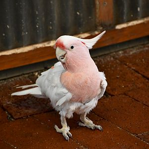 Pink Cockatoo