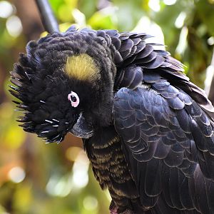 Yellow-tailed Black Cockatoo