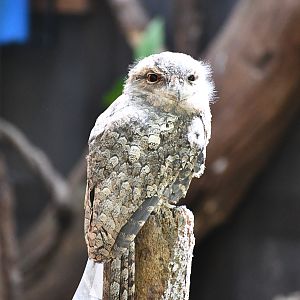 Papuan Frogmouth