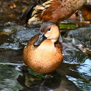 Wandering Whistling-Duck