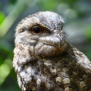 Papuan Frogmouth