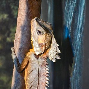 Boyd's Forest Dragon