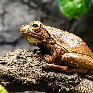 White-lipped Tree Frog