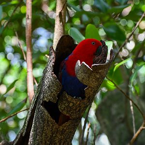 Eclectus Parrot in nest hollow