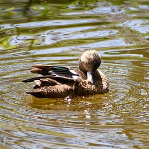 Chestnut Teal