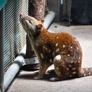 Tiger Quoll
