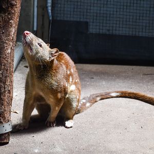 Tiger Quoll