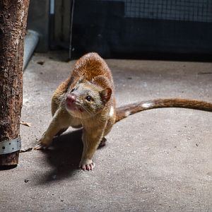 Tiger Quoll
