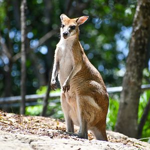Agile Wallaby