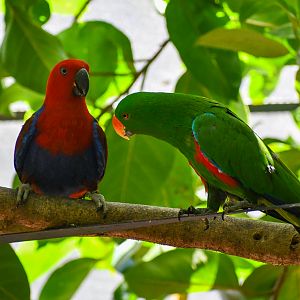 Eclectus Parrots