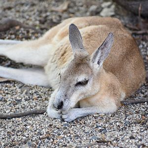 Northern Nailtail Wallaby