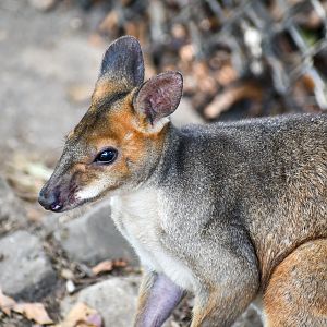 Red-legged Pademelon