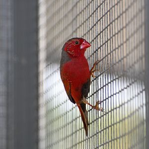 Crimson Finch (in quarantine)