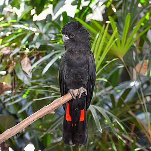Red-tailed Black Cockatoo