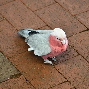 Galah