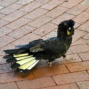 Yellow-tailed Black Cockatoo