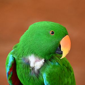 Eclectus Parrot