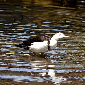 Radjah Shelduck