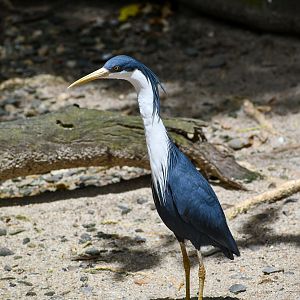 Pied Heron