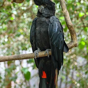 Red-tailed Black Cockatoo