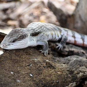 Eastern Bluetongue