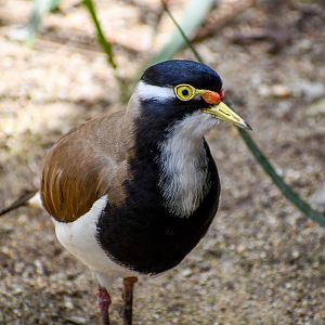 Banded Lapwing