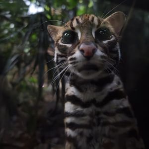 Leopard Cat (Prionailurus bengalensi)
